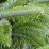 Abies amabilis.png